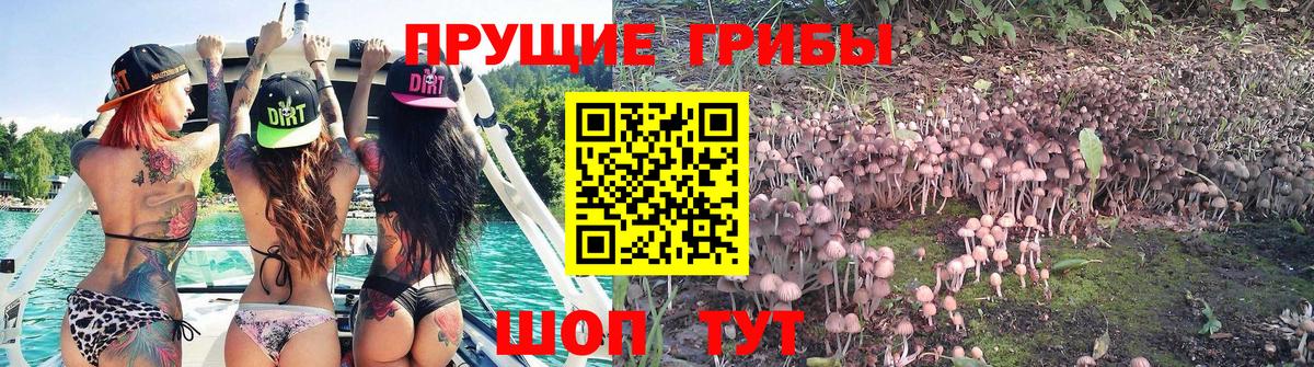 Галлюциногенные грибы Psilocybine cubensis Санкт-Петербург